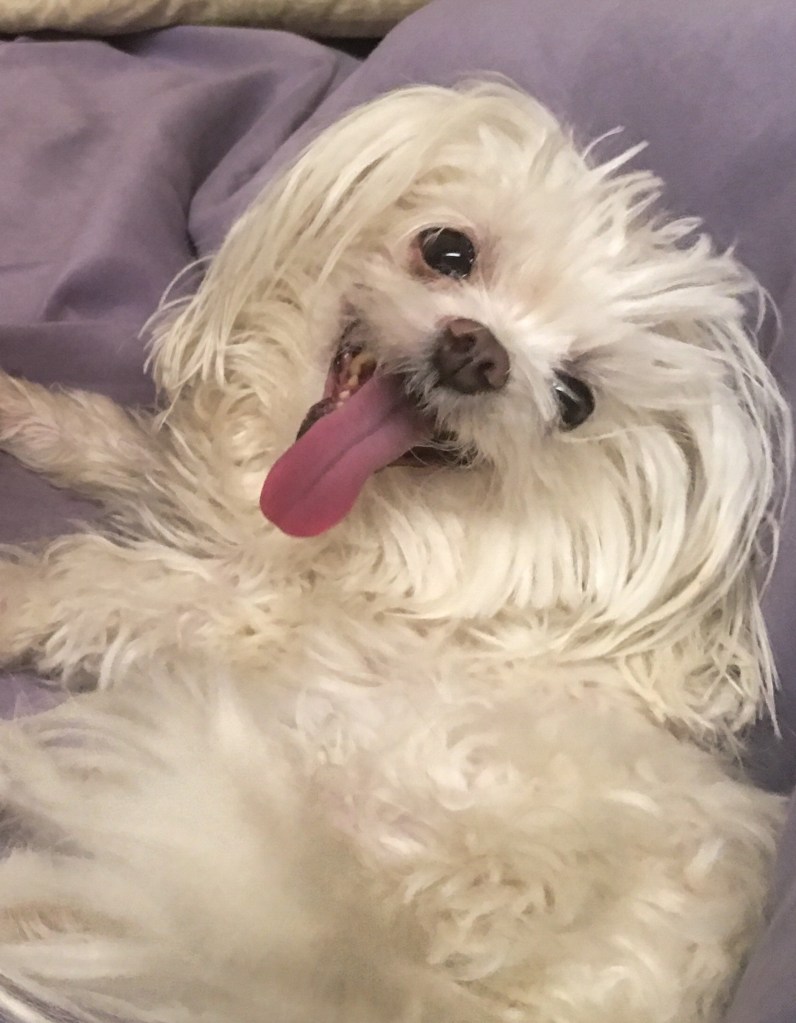 Tuscany, the little white maltese dog and her miracle